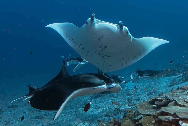 Nadando junto a mantarrayas