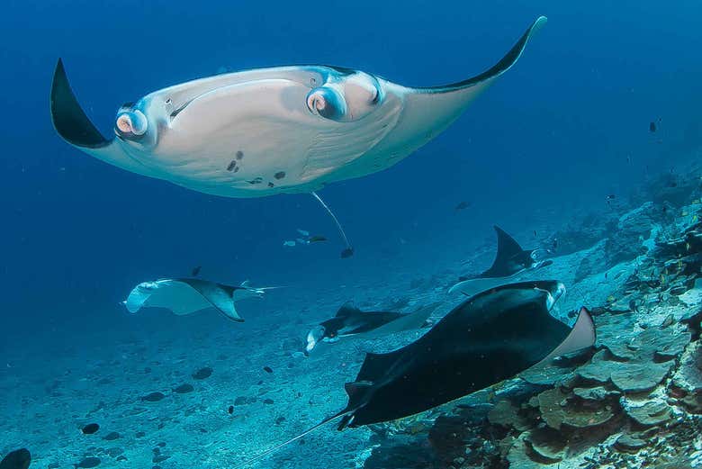Observando nadar a las mantarrayas