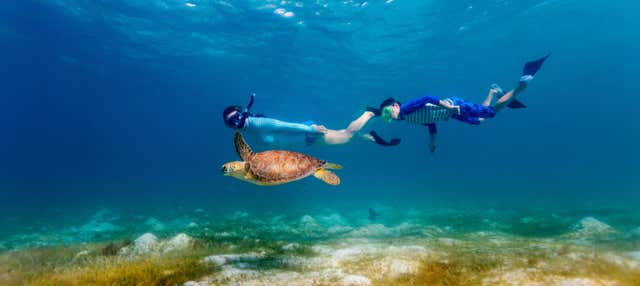 Snorkeling avec des tortues et des raies manta