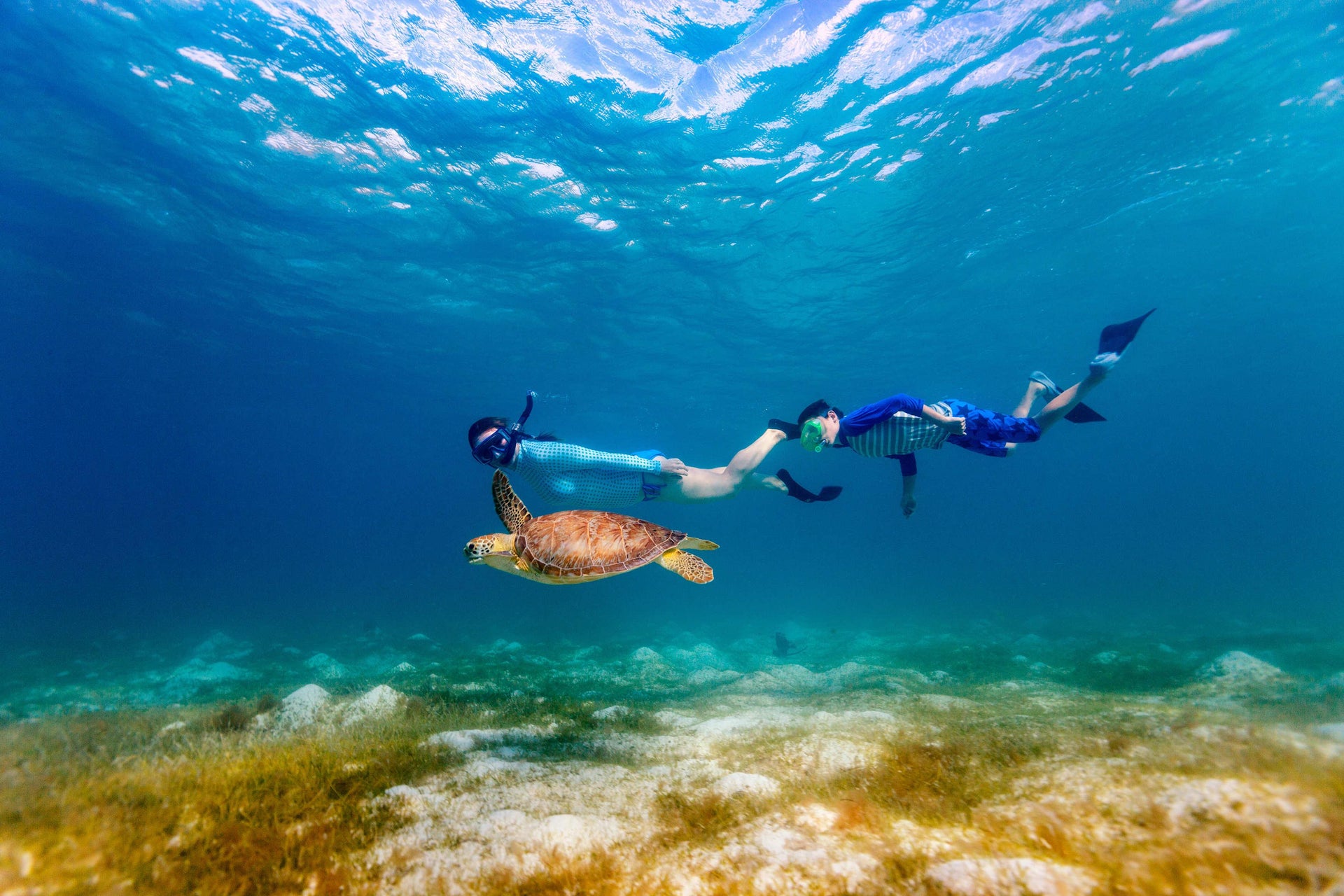 Snorkel com tartarugas e raias