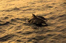 Dhiffushi Dolphin Watching
