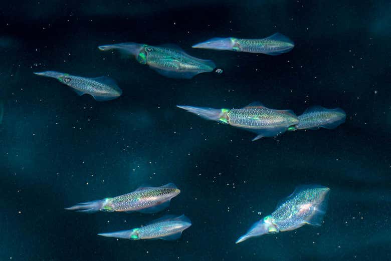 Squids 