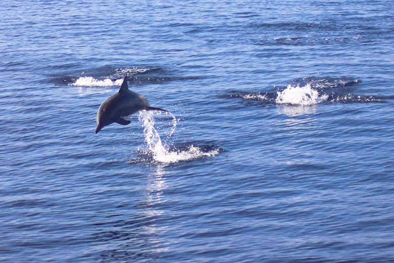 Dolphin jumping