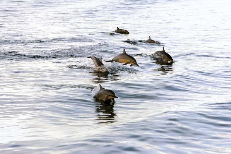 Dolphin watching in Dhiffushi