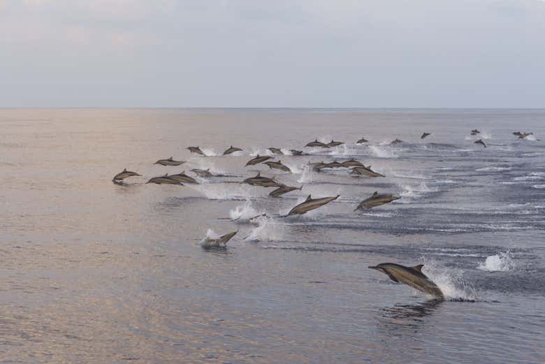 Pack of dolphins in Dhiffushi