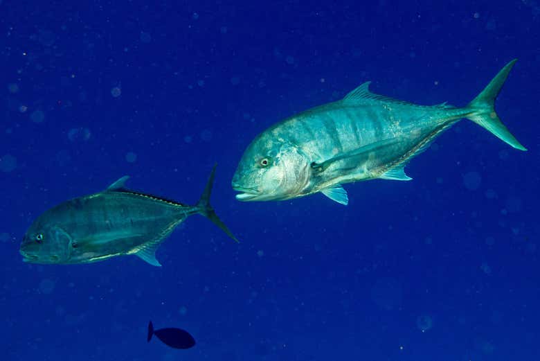 Fascinating fish