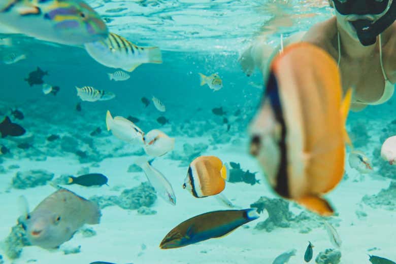 Practicando snorkel en Dhiffushi