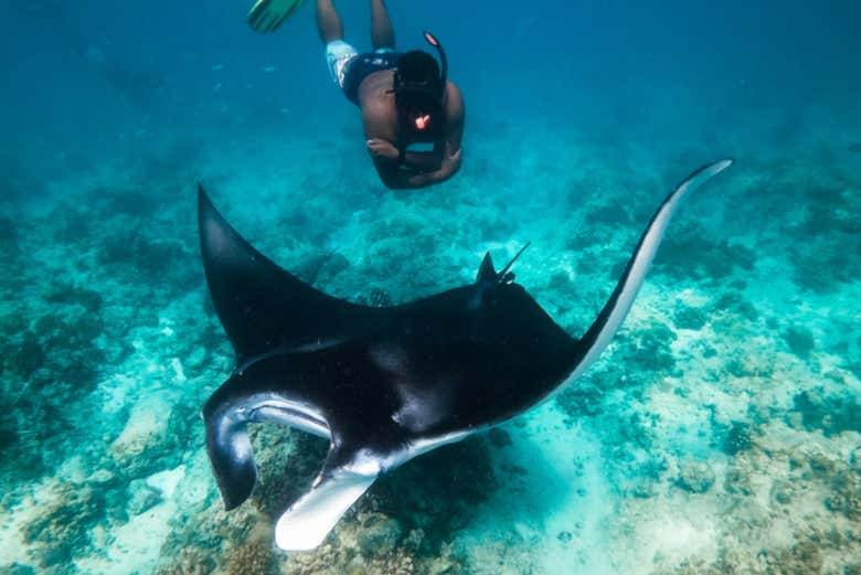 Nager avec une raie mantra à Dhiffushi