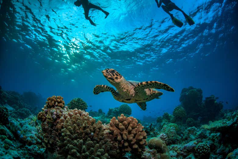 Tortuga marina en Dhiffushi