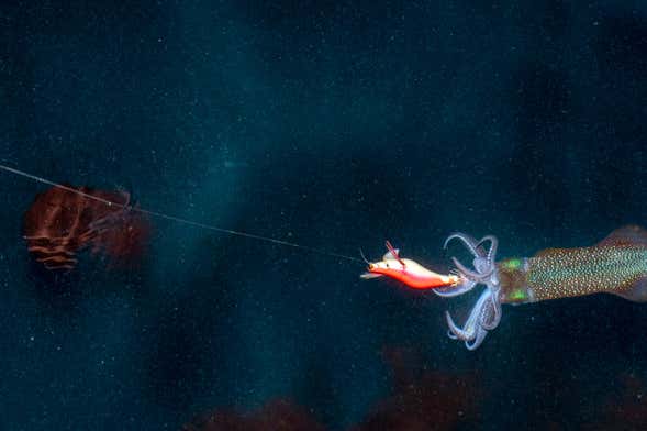 Dhiffushi Night Fishing
