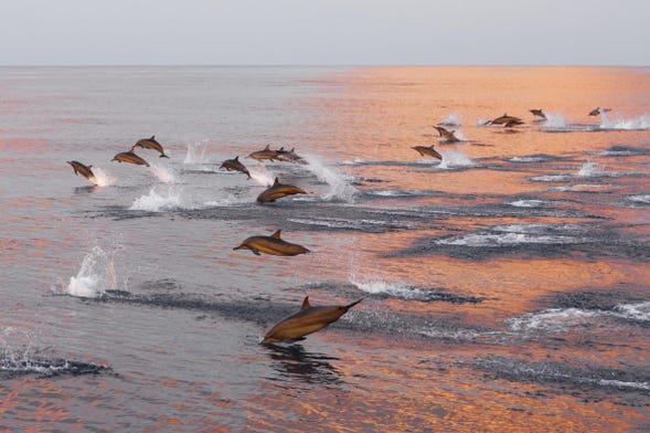 Avistamento de golfinhos em Huraa
