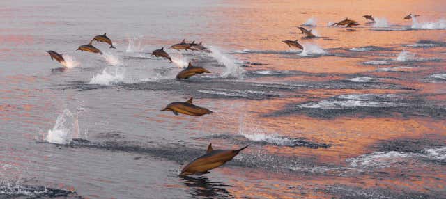 Avistamento de golfinhos em Huraa
