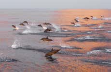 Avistamento de golfinhos em Huraa