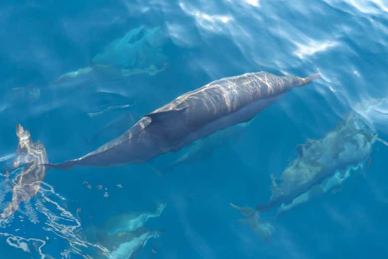 Dolphin watching in Huraa