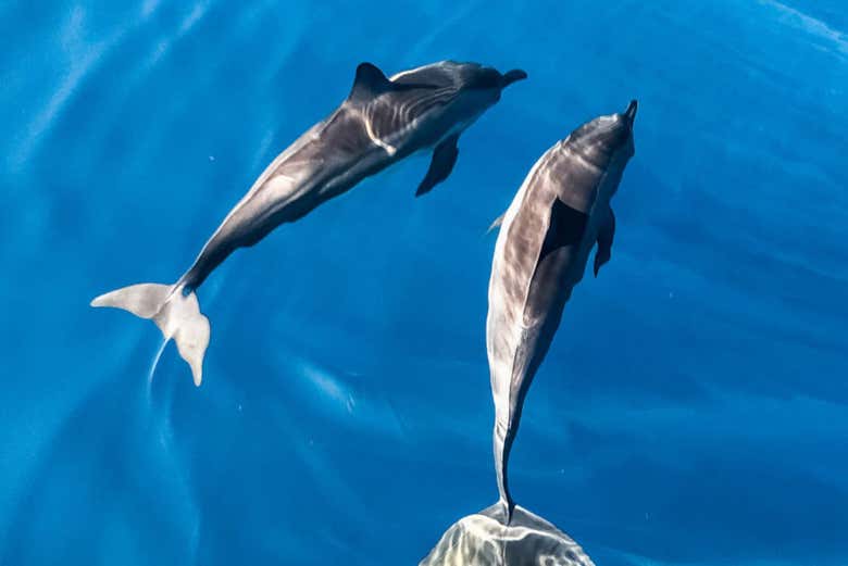 A pair of dolphins