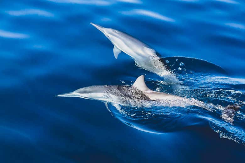 Dolphins swimming in the ocean