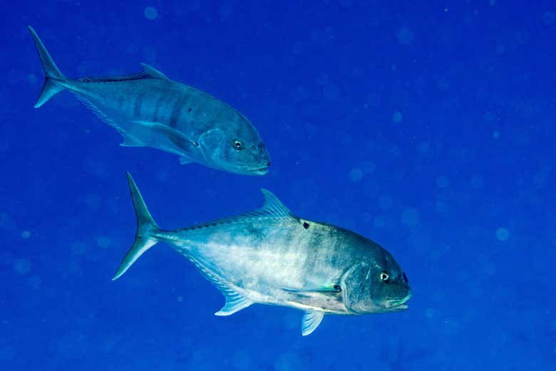 Pargos