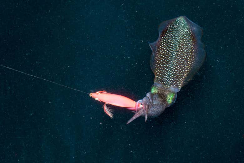 Pescando calamari