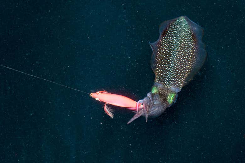 Pescando calamares