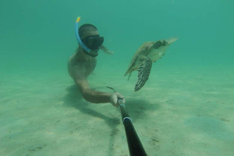 A sea turtle in Huraa