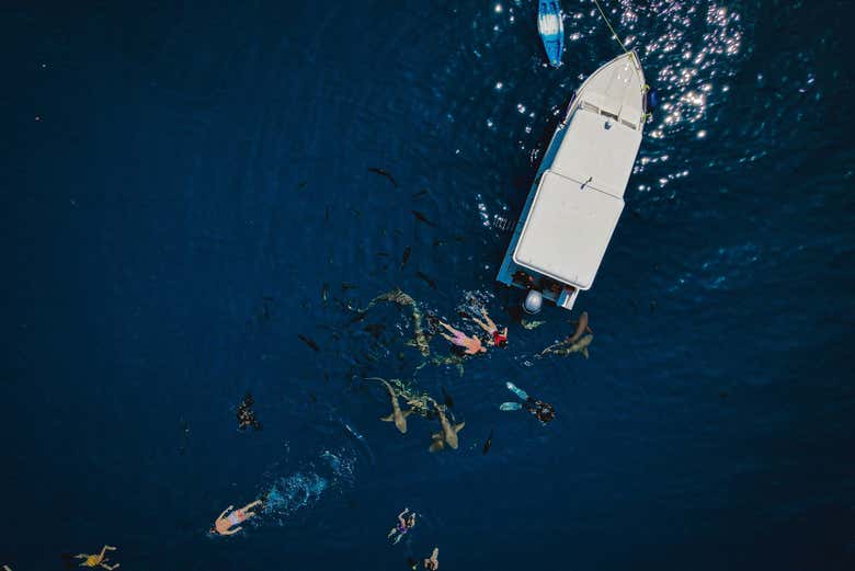 Your boat for the activity
