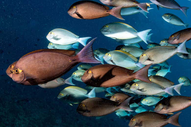 Fish swimming in the ocean
