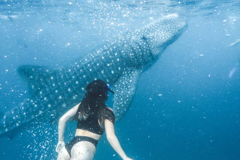 Swimming next to a whale shark