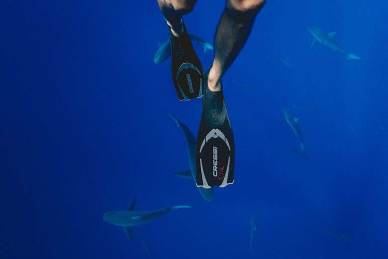 Immersione con gli squali
