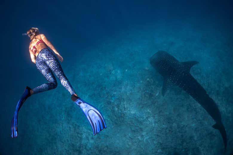 Nadando junto al tiburón ballena