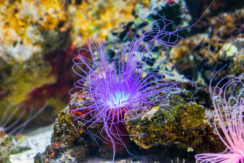 Alla scoperta della fauna marina delle Maldive