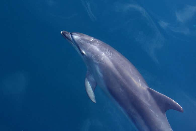 Durante el avistamiento de delfines