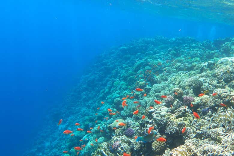 Contemplating the marine fauna