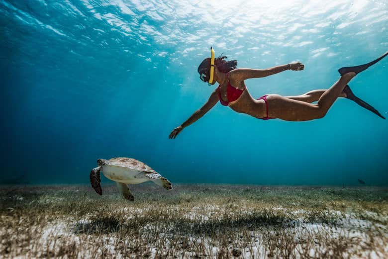 Observing the marine wildlife