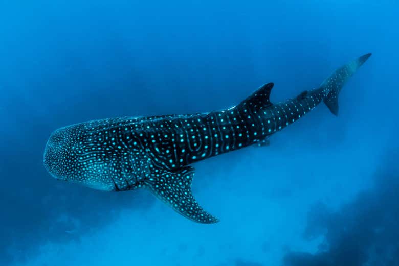 Tiburón ballena