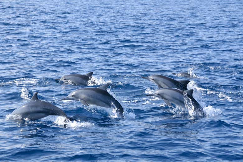 Manada de delfines