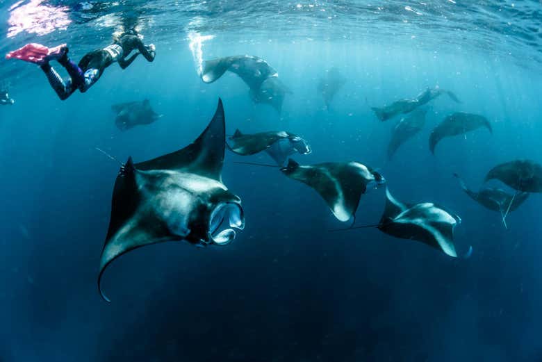 Mantarrayas en Maafushi