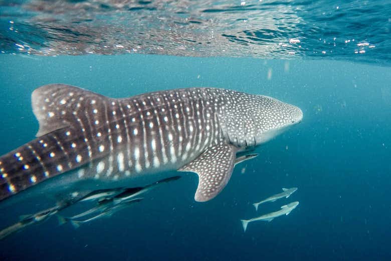 Tiburón ballena en Maafushi