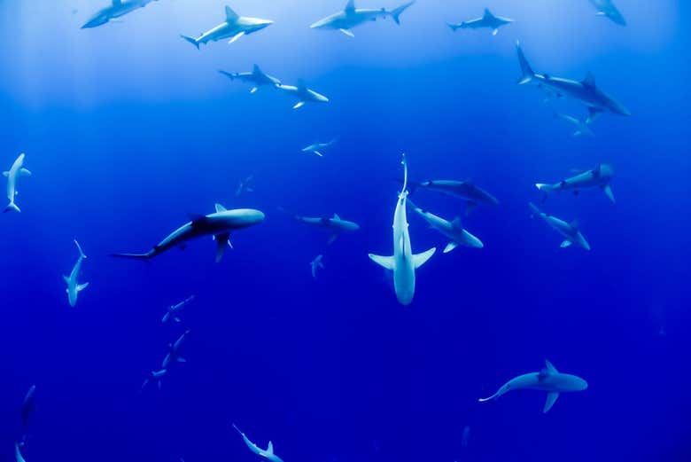 Tiburones en Maafushi