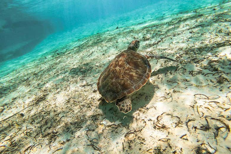 Marine turtles