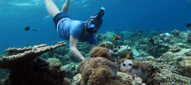 Snorkeling à Maafushi + Observation de dauphins