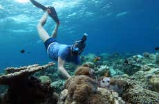 Maafushi Dolphin Watching and Snorkelling Half Day Tour