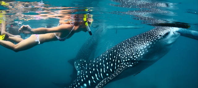 Snorkel con tiburones ballena y mantarrayas