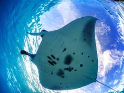 Mantarraya