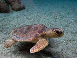 Tortuga de Maldivas