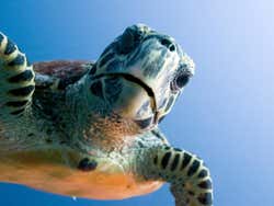 Tortuga marina curiosa