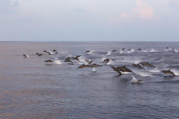 Avistamento de golfinhos em Malé