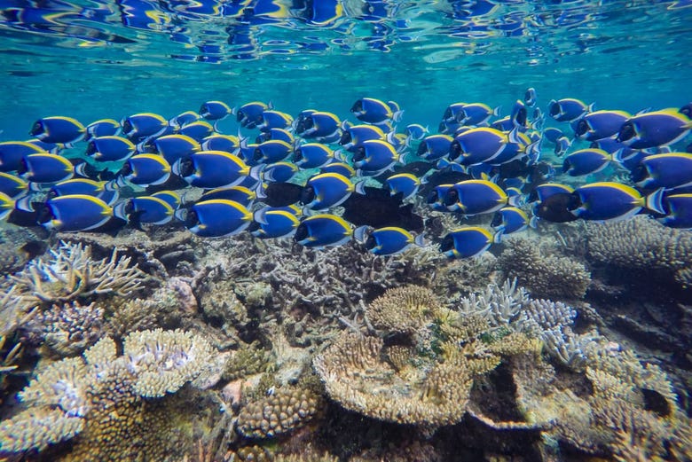 Banco de peces azules en Maldivas