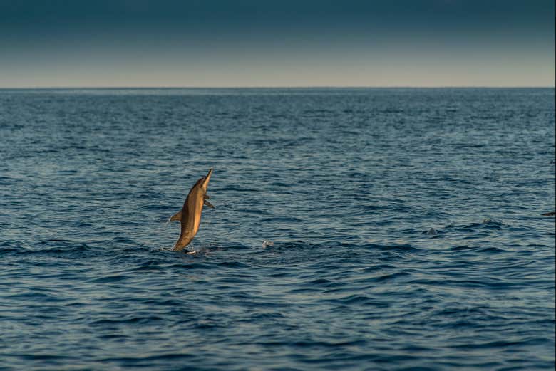 Delfín jugando junto al barco