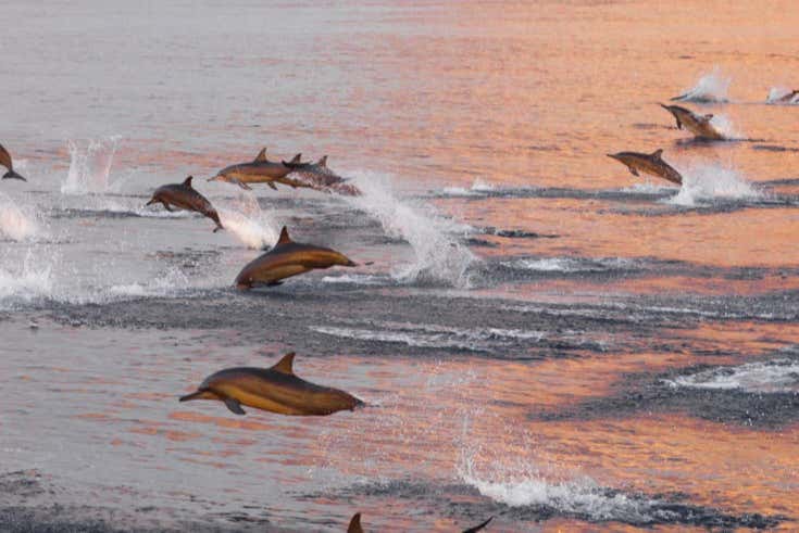 Delfines saltando en Maldivas