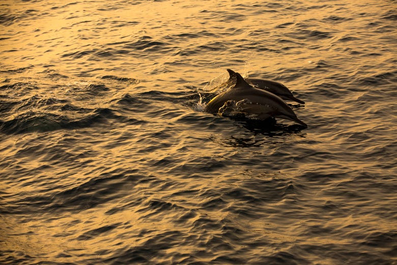 Golfinhos nadando junto do barco